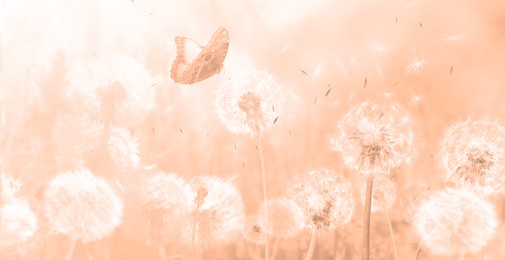 Image of Beautiful butterfly and delicate fluffy dandelions, toned in peach fuzz color