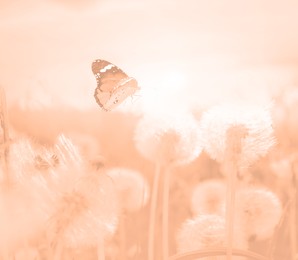 Image of Beautiful butterfly and delicate fluffy dandelions at sunset, toned in peach fuzz color