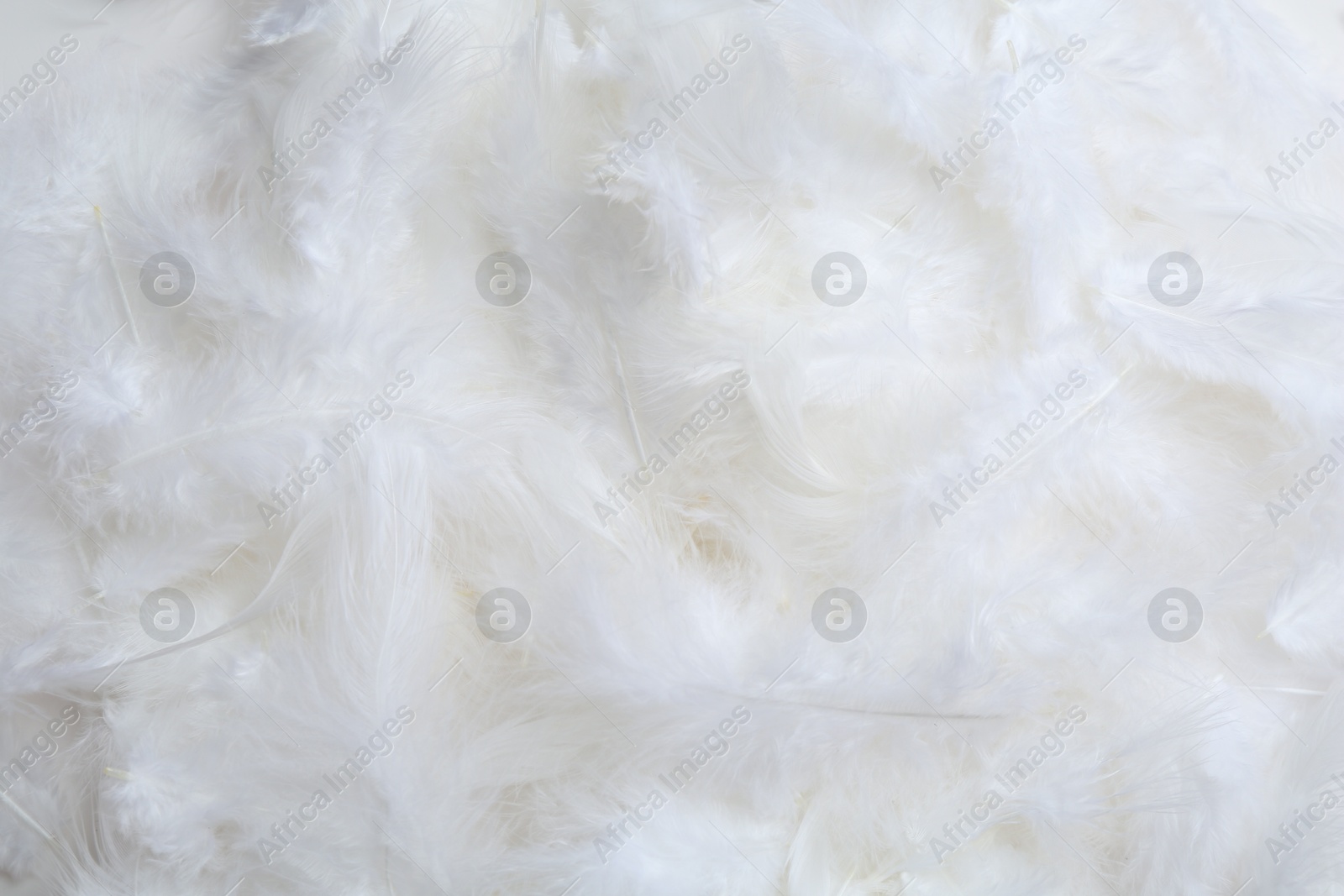 Photo of Many beautiful feathers as background, top view