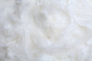 Photo of Many beautiful feathers as background, top view