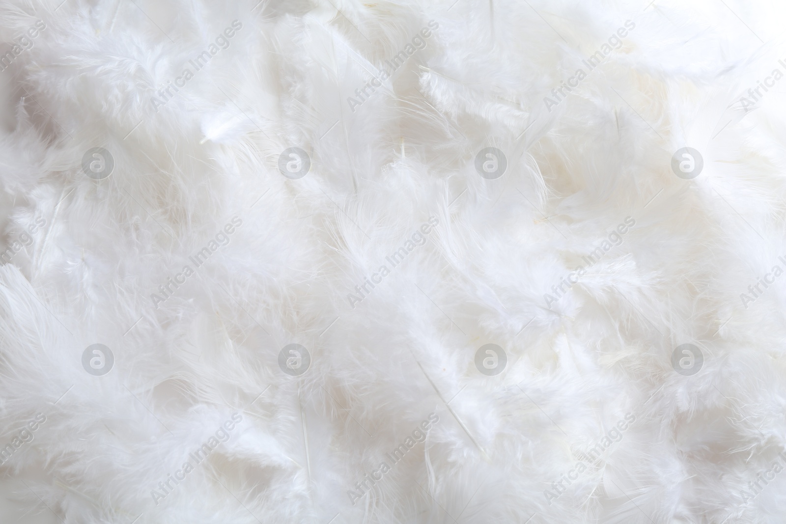 Photo of Many beautiful feathers as background, top view