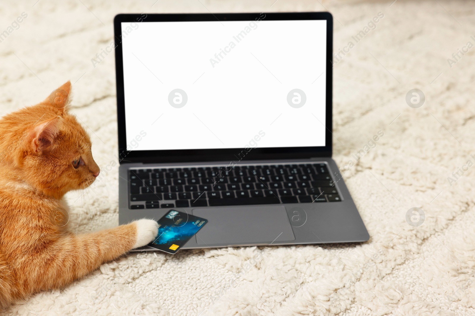 Photo of Online pet shop. Cute cat, laptop and credit card on rug indoors