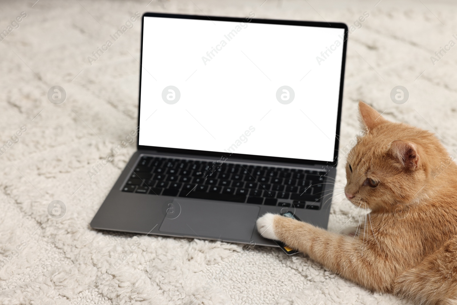 Photo of Online pet shop. Cute cat, laptop and credit card on rug indoors