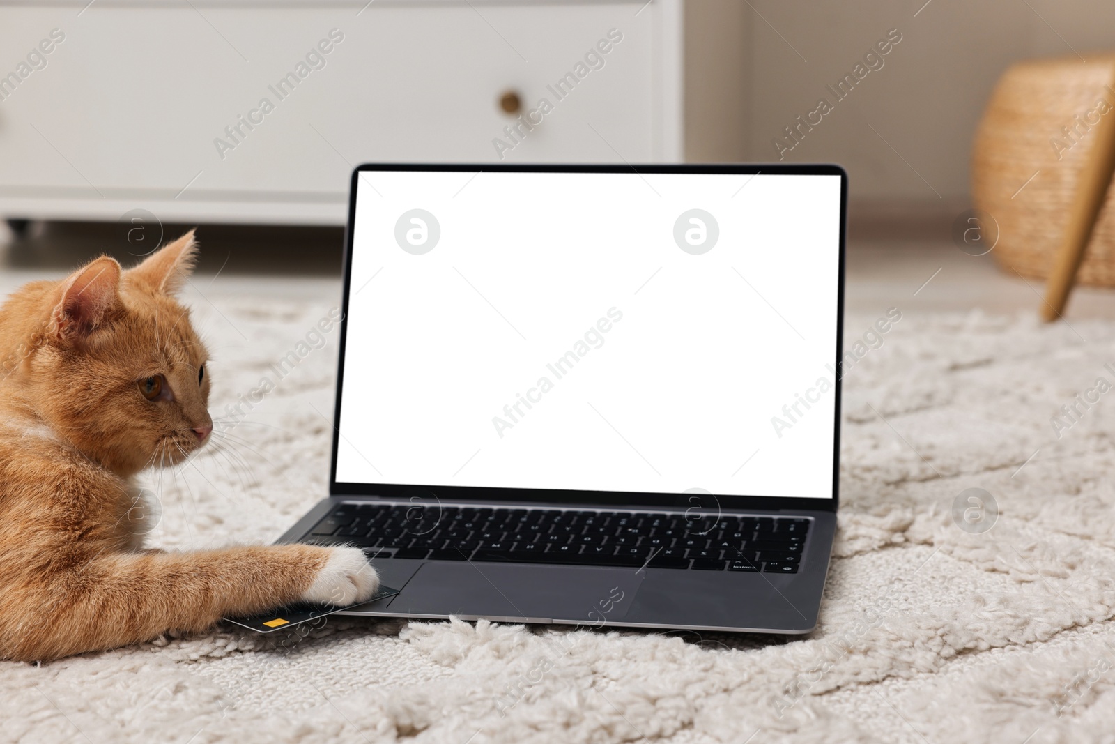 Photo of Online pet shop. Cute cat, laptop and credit card on rug indoors