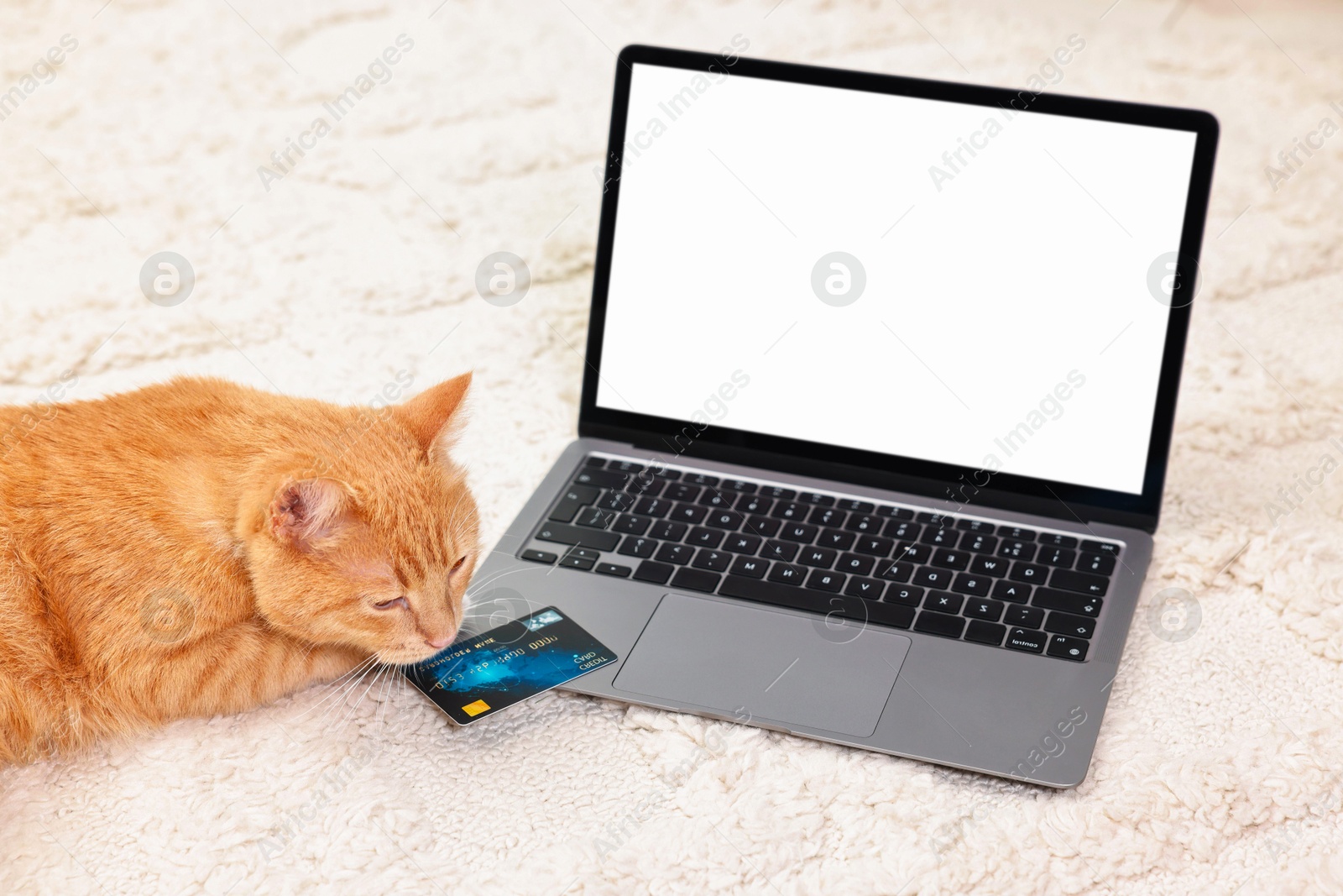 Photo of Online pet shop. Cute cat, laptop and credit card on rug indoors