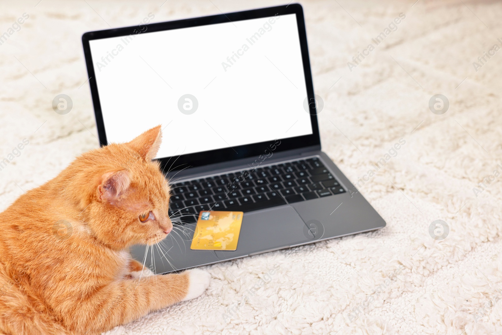 Photo of Online pet shop. Cute cat, laptop and credit card on rug indoors