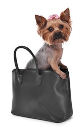 Photo of Cute Yorkshire Terrier dog in bag isolated on white