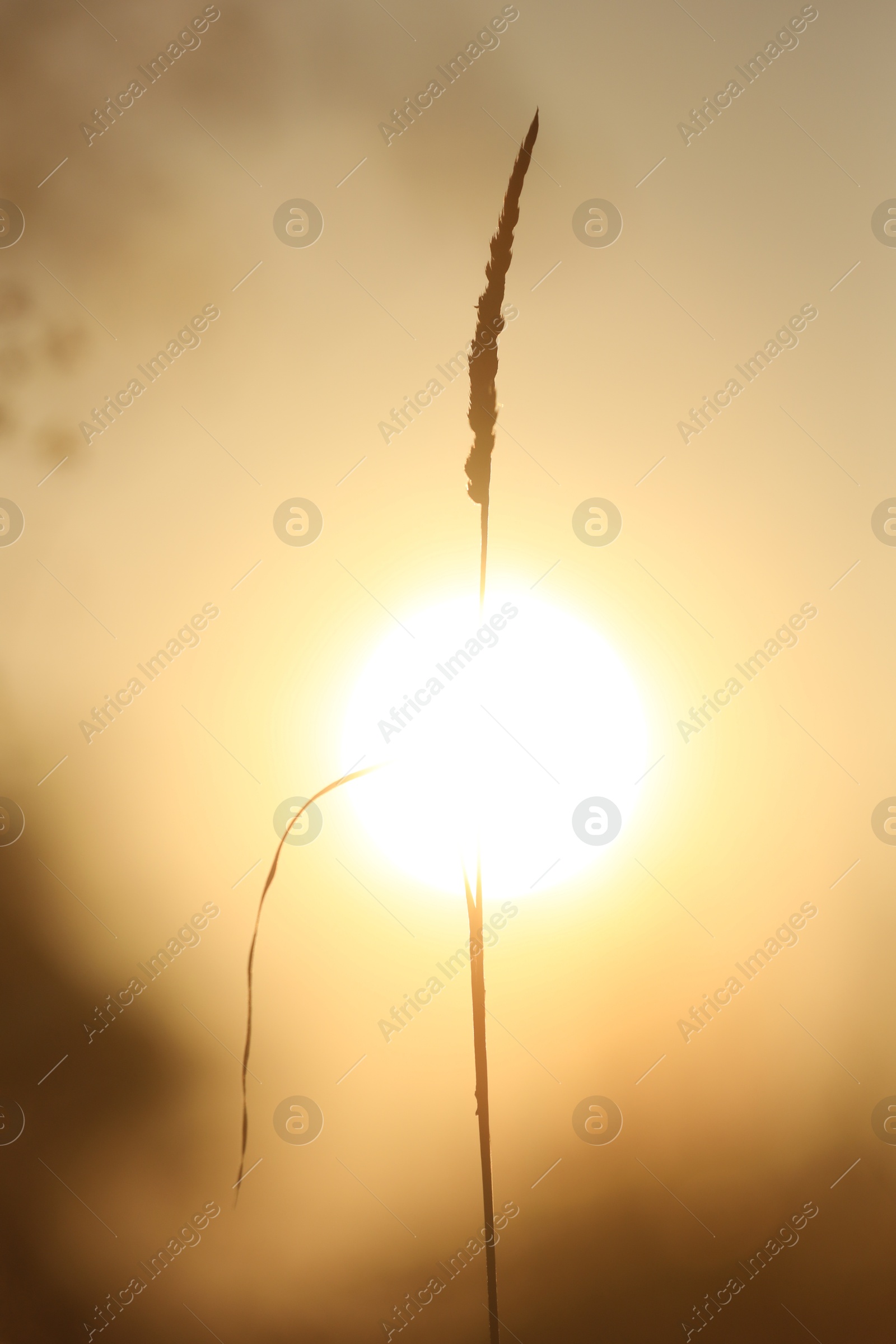 Photo of Beautiful view of plant at sunrise in morning, closeup