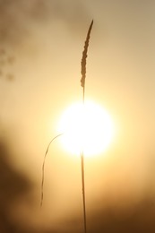 Photo of Beautiful view of plant at sunrise in morning, closeup