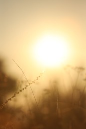 Photo of Beautiful view of plants at sunrise in morning, closeup