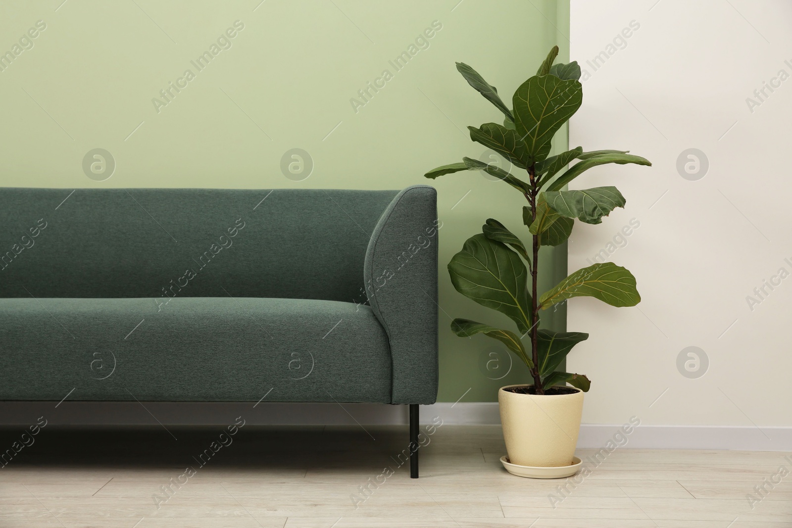 Photo of Stylish sofa and houseplant near green wall indoors