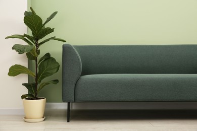 Stylish sofa and houseplant near green wall indoors