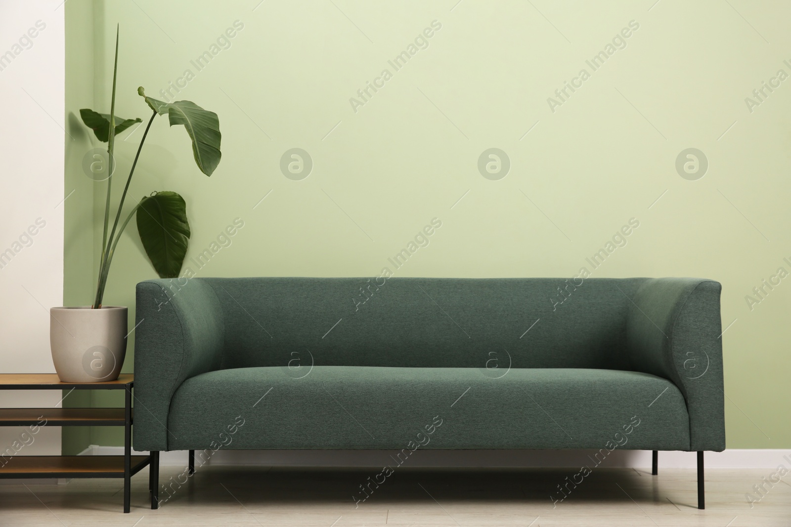 Photo of Stylish sofa and houseplant near green wall indoors