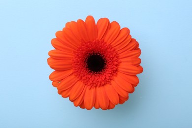 Photo of Beautiful orange gerbera flower on light blue background, top view