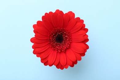 Photo of Beautiful red gerbera flower on light blue background, top view