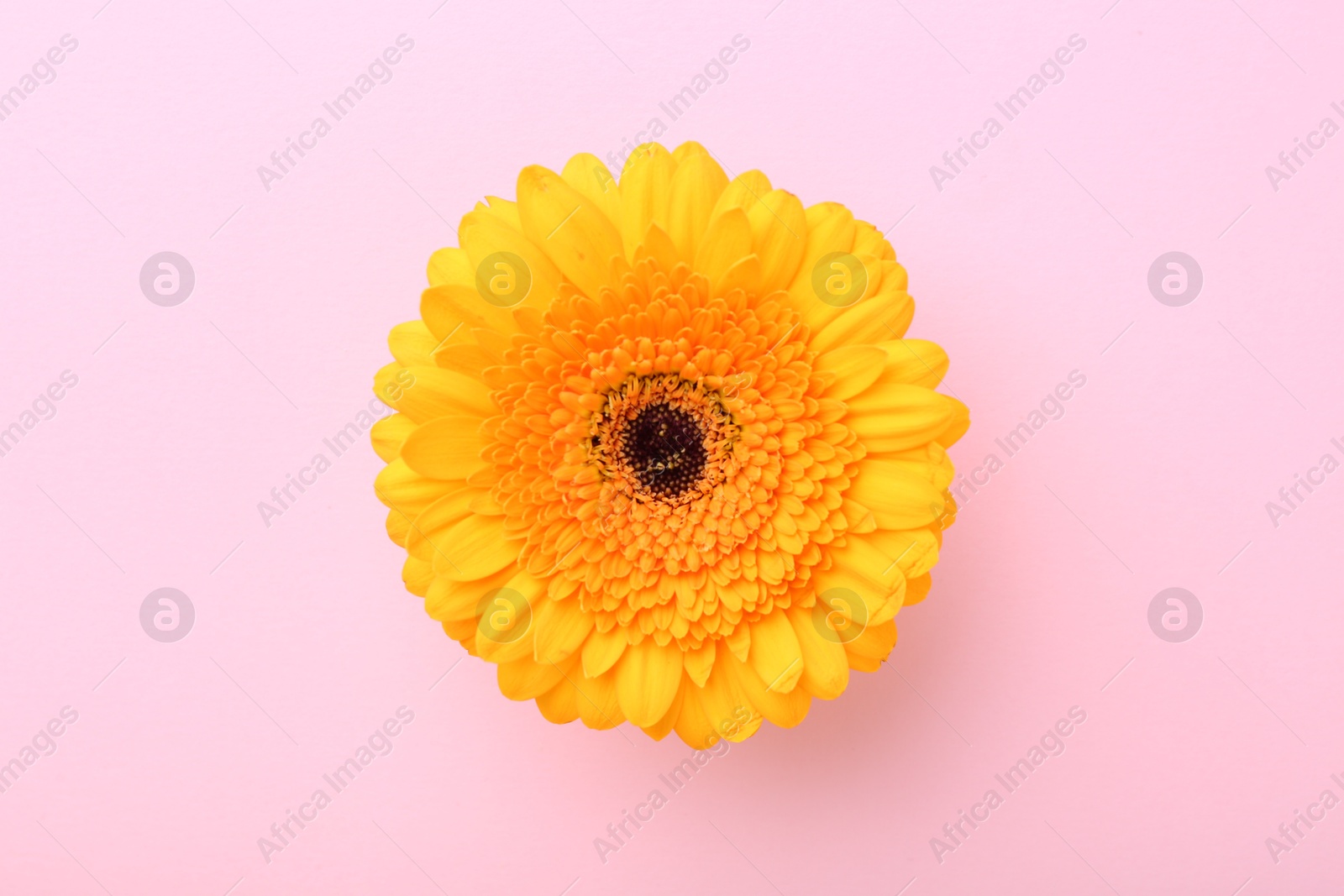 Photo of Beautiful yellow gerbera flower on pink background, top view