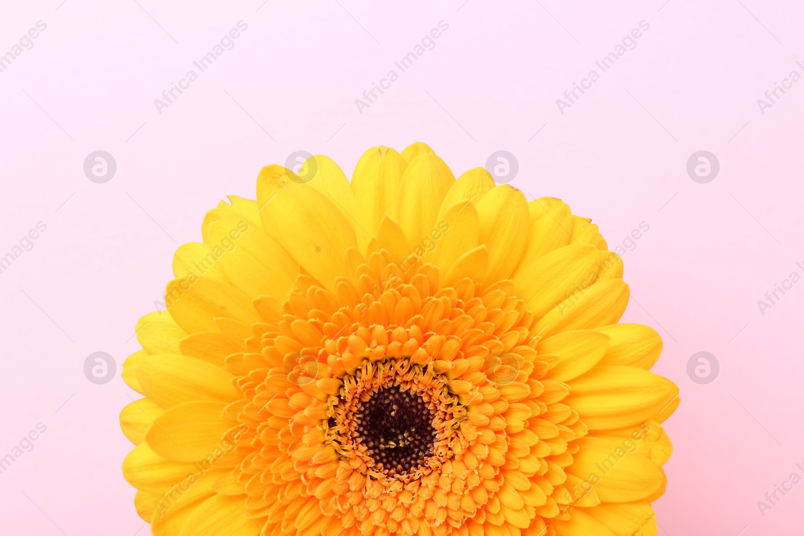 Photo of Beautiful yellow gerbera flower on pink background, top view