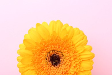 Photo of Beautiful yellow gerbera flower on pink background, top view