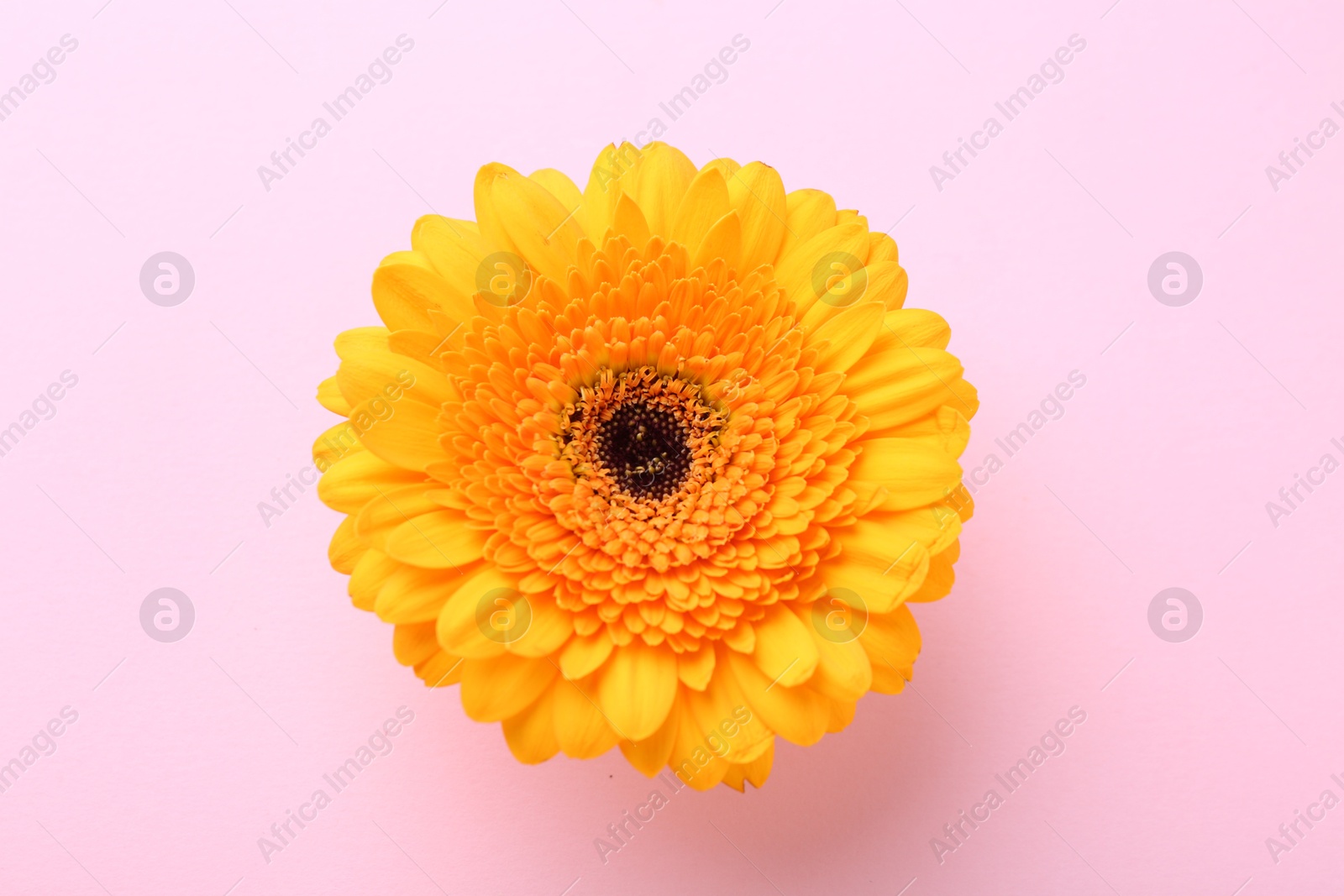 Photo of Beautiful yellow gerbera flower on pink background, top view