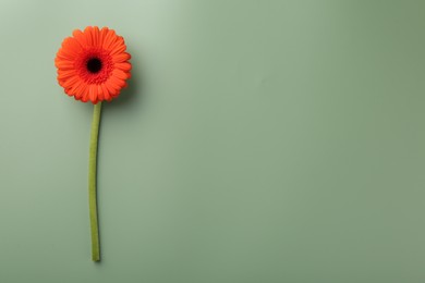 Photo of Beautiful red gerbera flower on pale green background, top view. Space for text