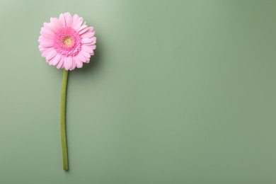 Beautiful pink gerbera flower on pale green background, top view. Space for text