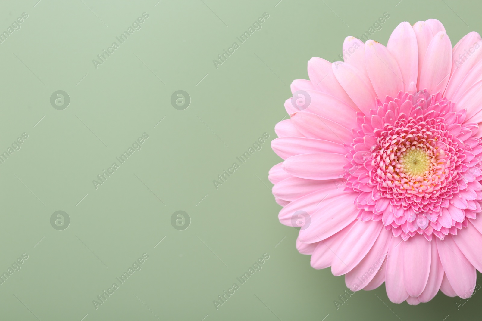 Photo of Beautiful pink gerbera flower on pale green background, top view. Space for text