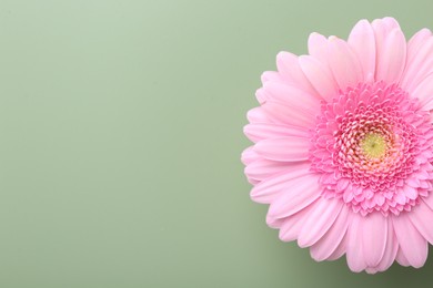 Beautiful pink gerbera flower on pale green background, top view. Space for text