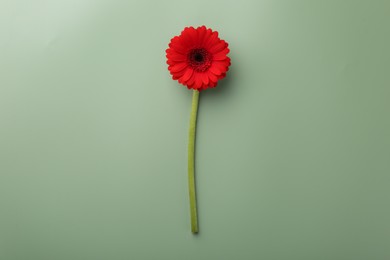 Photo of Beautiful red gerbera flower on pale green background, top view