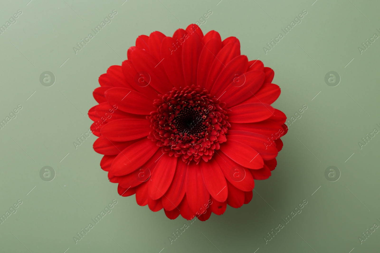 Photo of Beautiful red gerbera flower on pale green background, top view