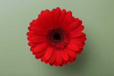 Beautiful red gerbera flower on pale green background, top view