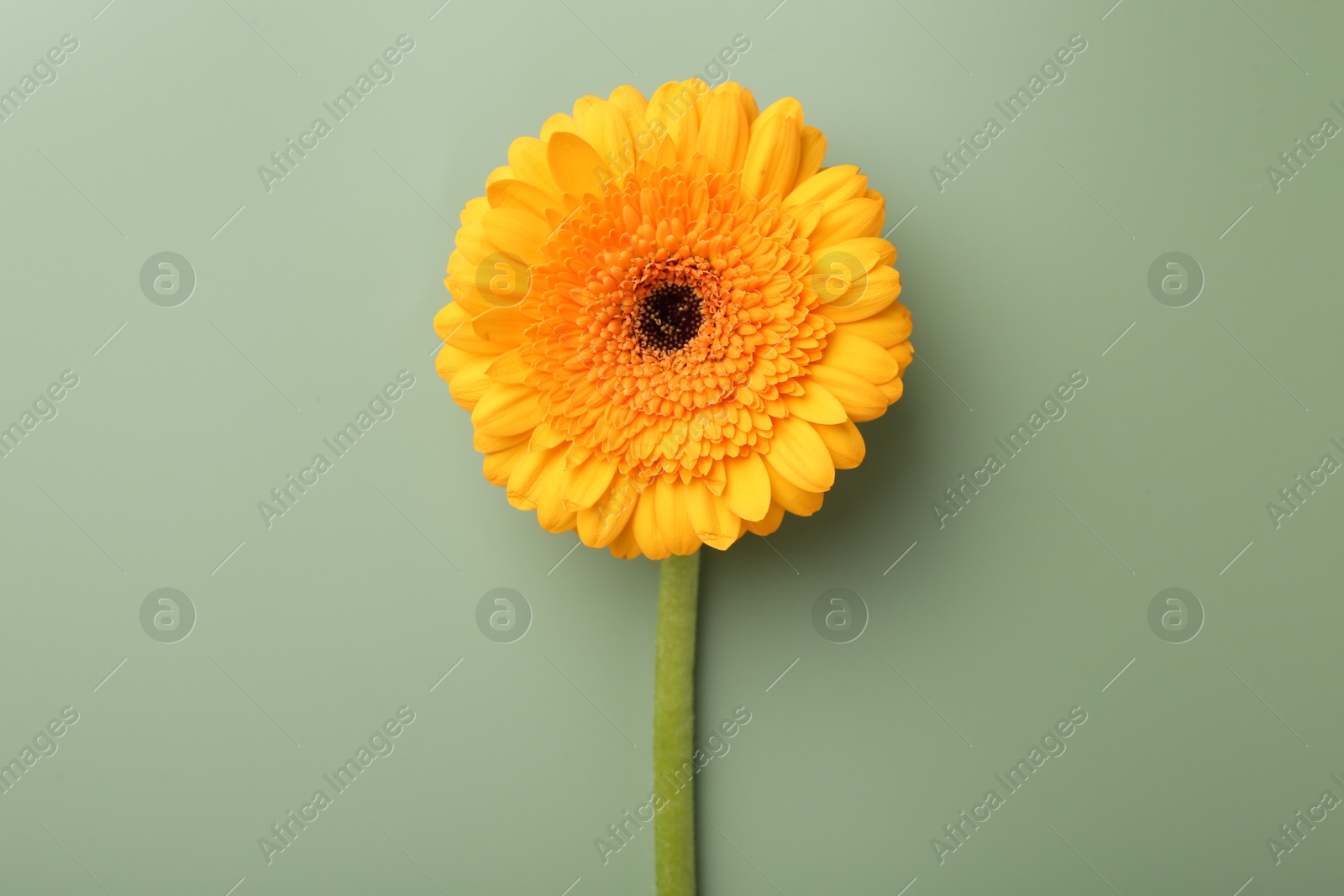 Photo of Beautiful orange gerbera flower on pale green background, top view