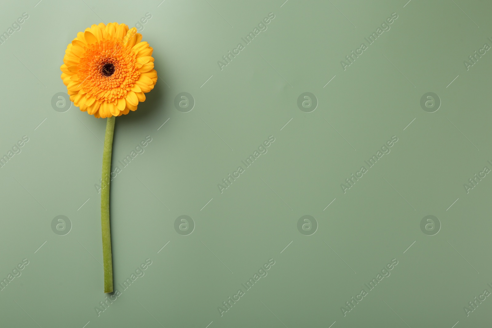 Photo of Beautiful orange gerbera flower on pale green background, top view. Space for text