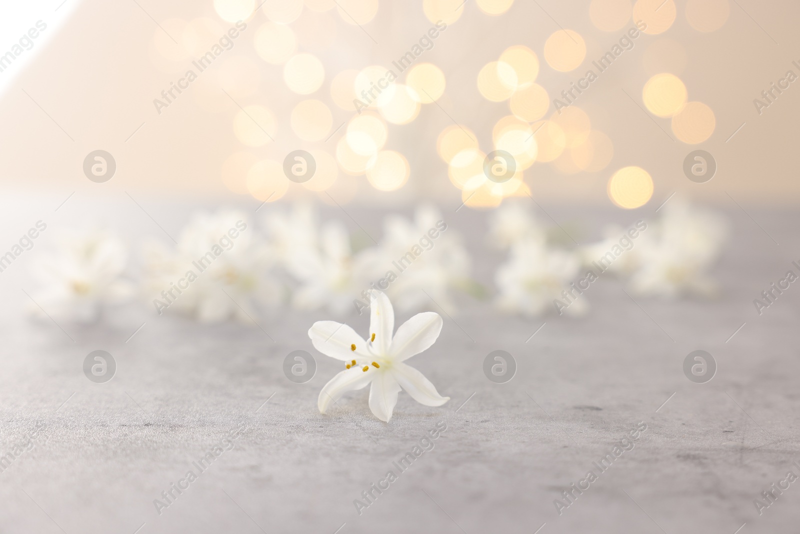 Photo of Beautiful jasmine flowers on grey surface against light background with blurred lights, closeup