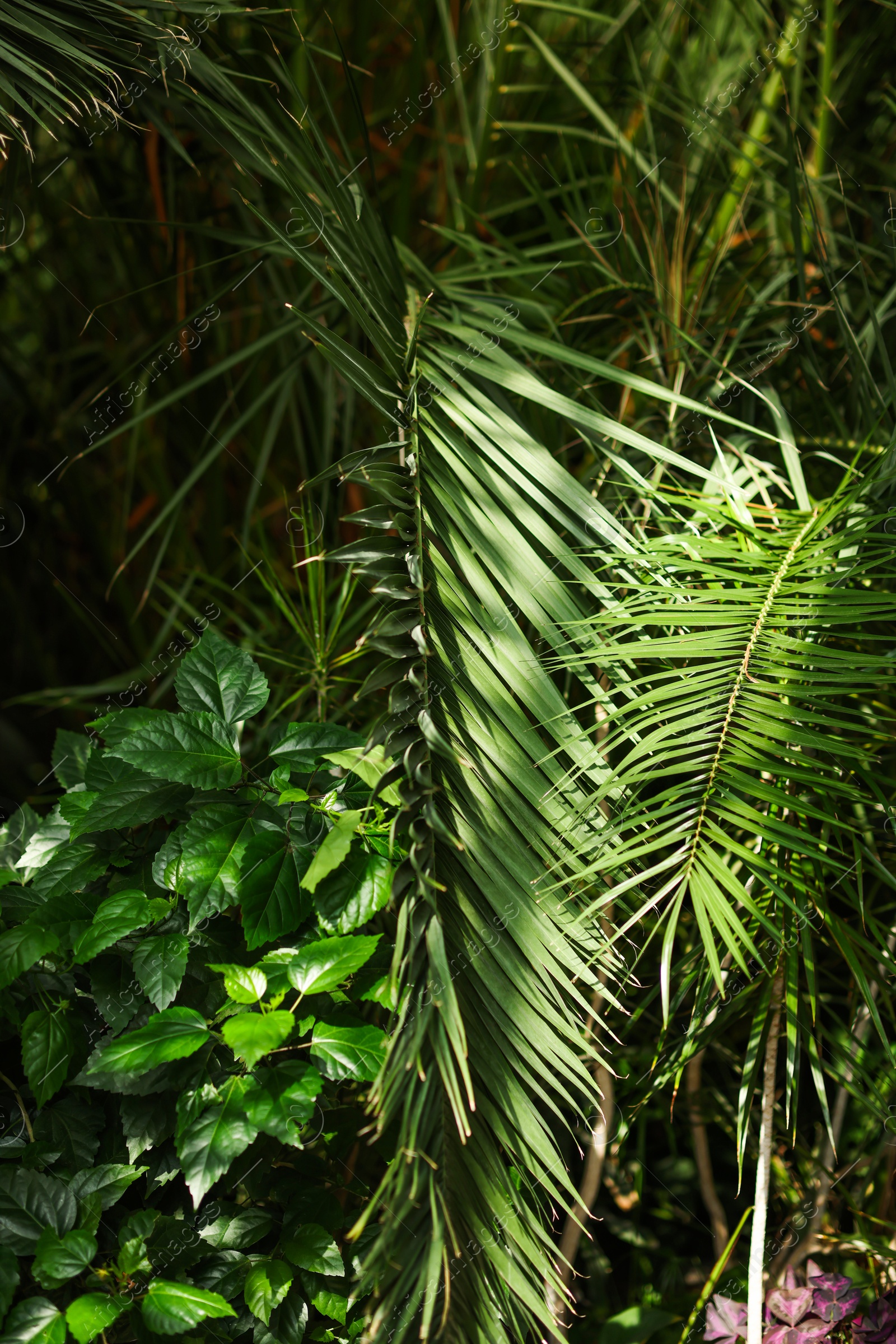 Photo of Beautiful palm tree and plants growing outdoors