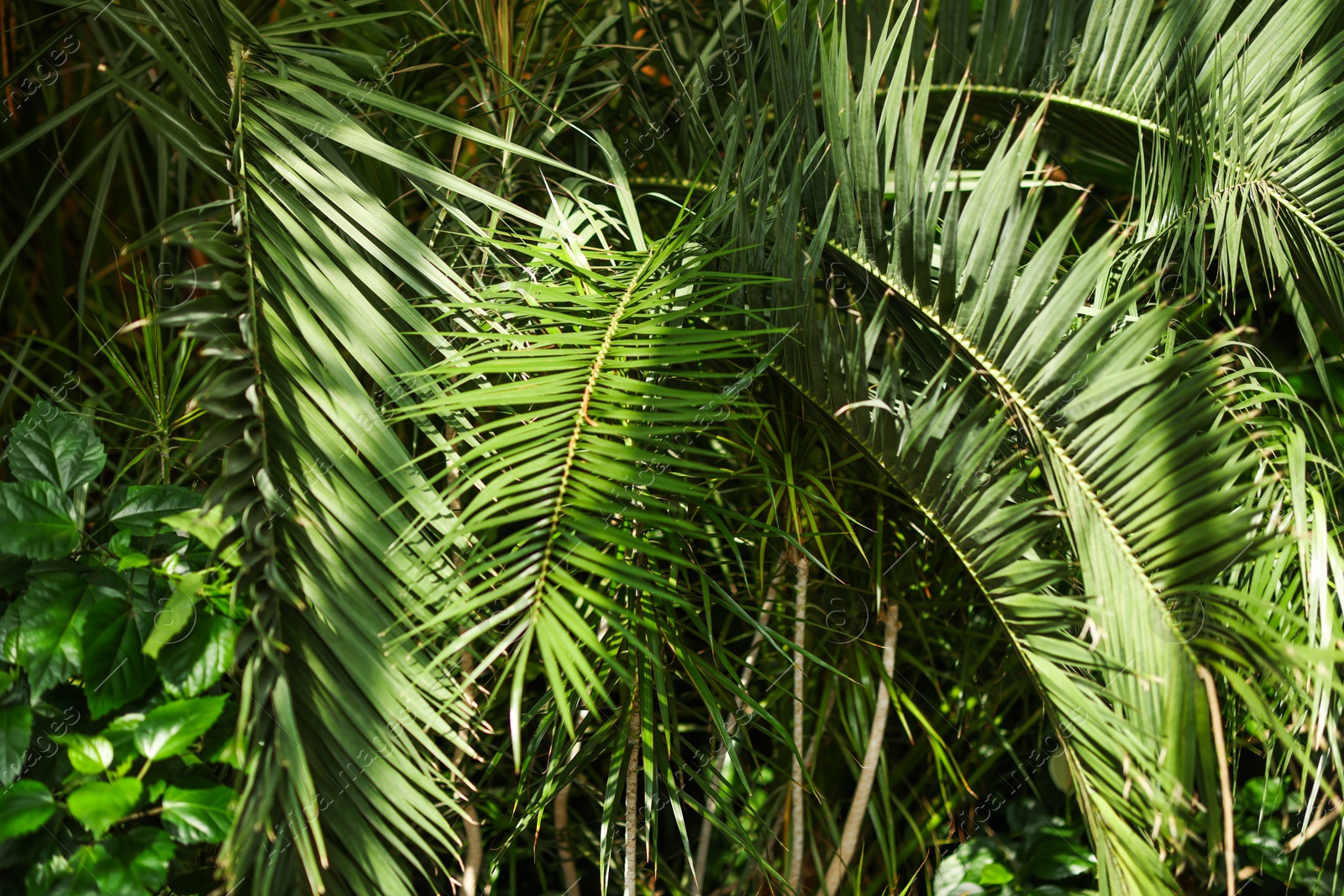 Photo of Beautiful palm tree and plants growing outdoors