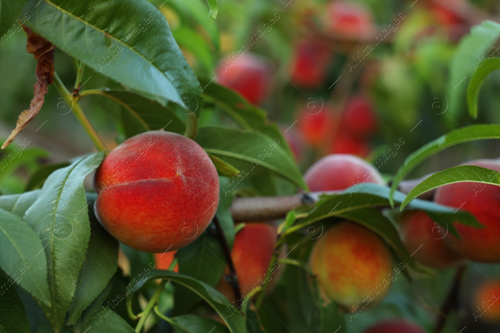 Photo of Ripe peaches on tree branches in garden, closeup