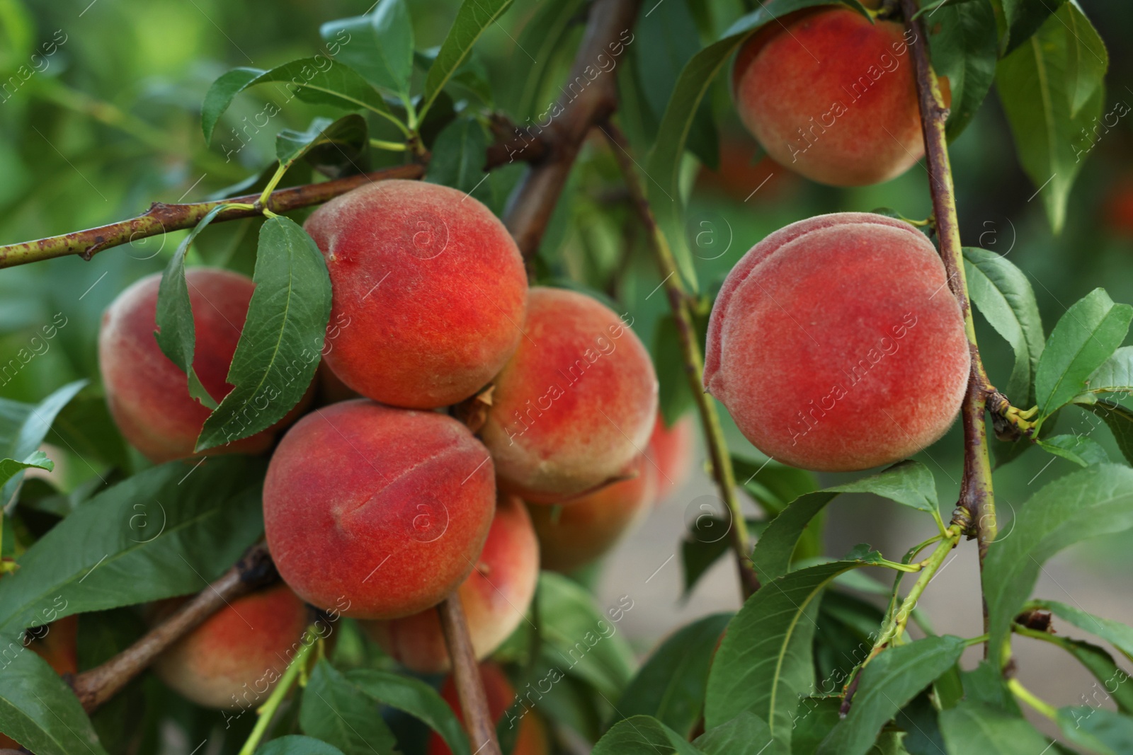 Photo of Ripe peaches on tree branch in garden, closeup