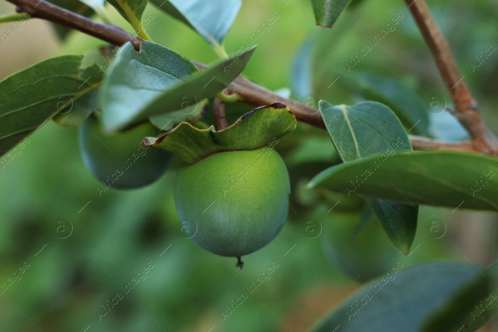 Photo of Unripe peaches on tree branch in garden, closeup