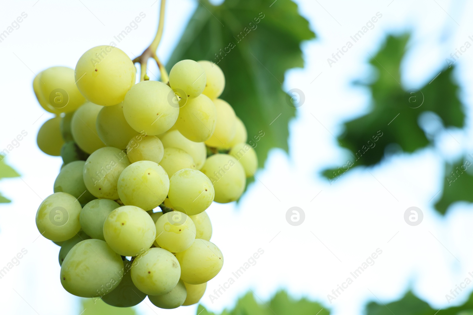 Photo of Delicious green grapes growing in vineyard, closeup. Space for text