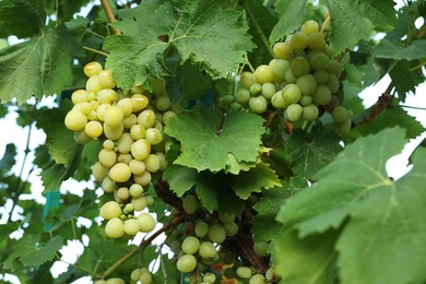 Photo of Delicious green grapes growing in vineyard outdoors