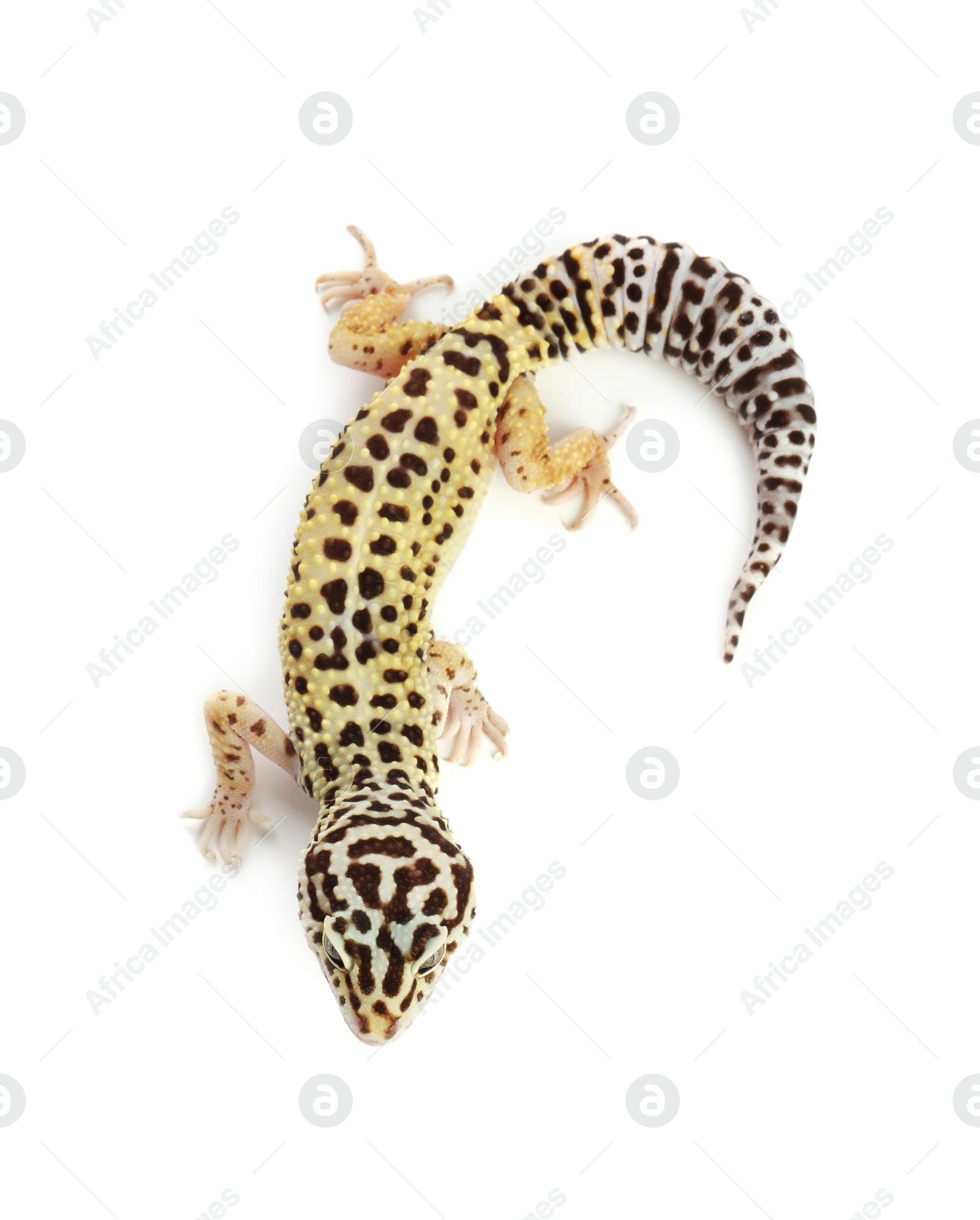 Photo of One beautiful gecko isolated on white, top view