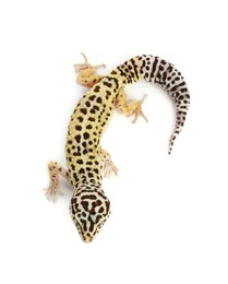 Photo of One beautiful gecko isolated on white, top view