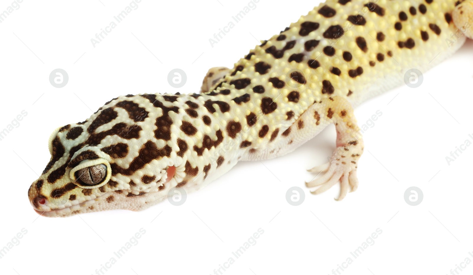 Photo of One beautiful gecko isolated on white. Exotic pet