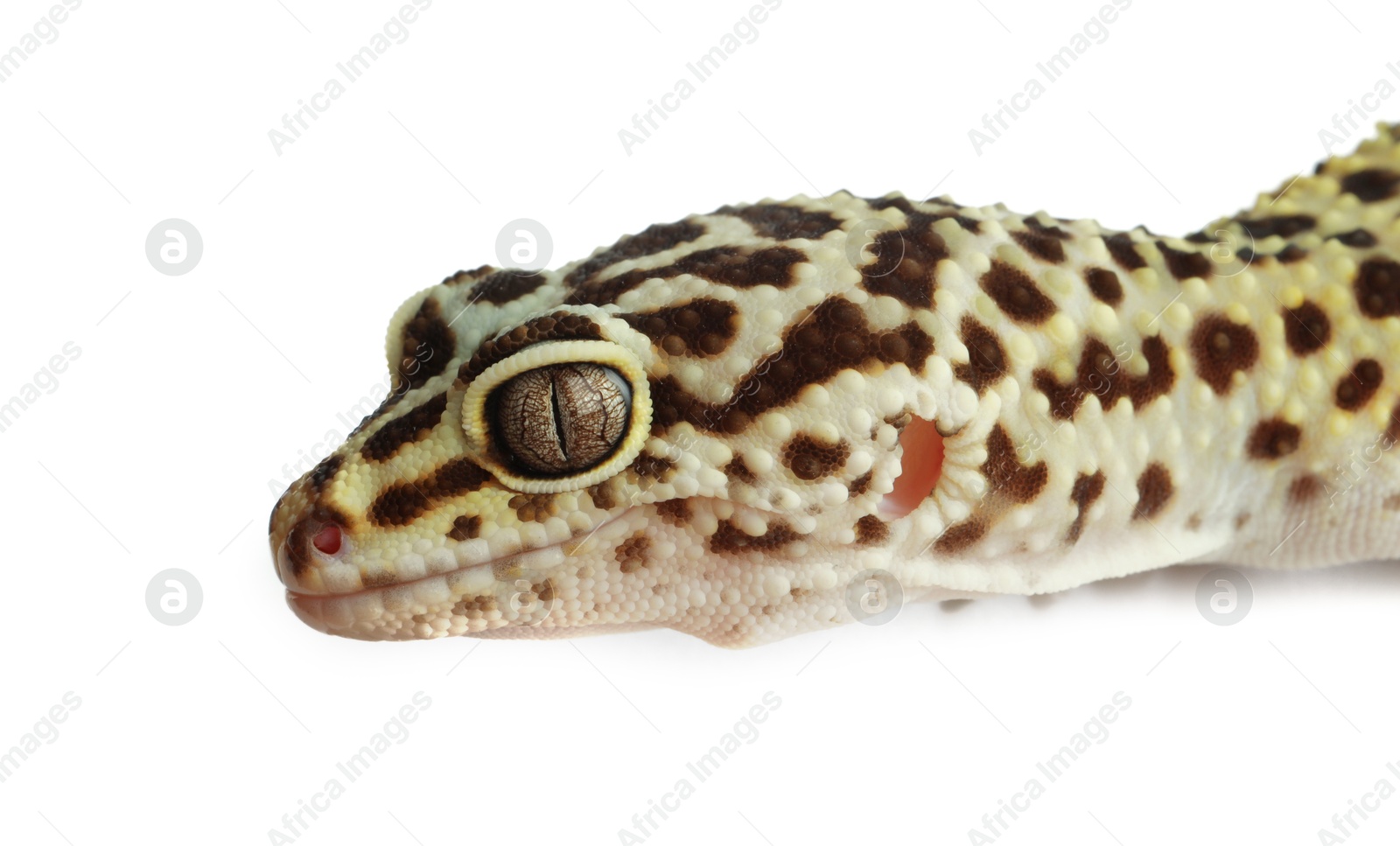 Photo of One beautiful gecko isolated on white. Exotic pet