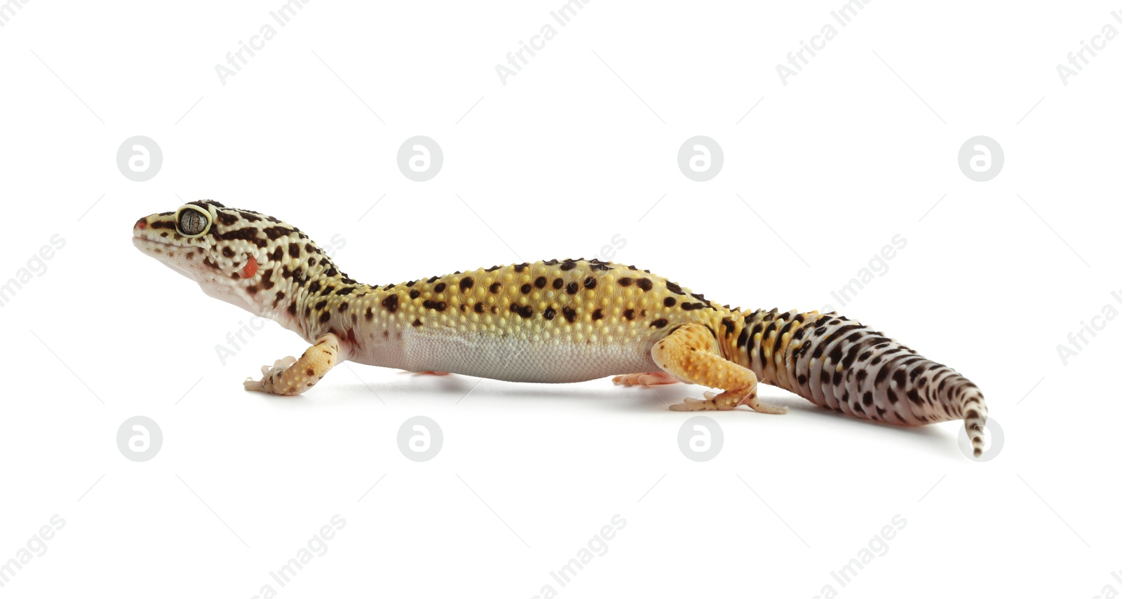 Photo of One beautiful gecko isolated on white. Exotic pet