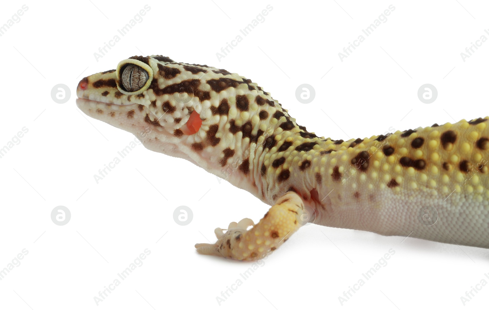 Photo of One beautiful gecko isolated on white. Exotic pet