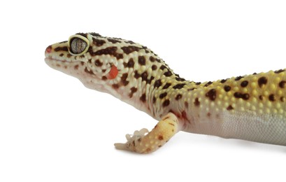 Photo of One beautiful gecko isolated on white. Exotic pet