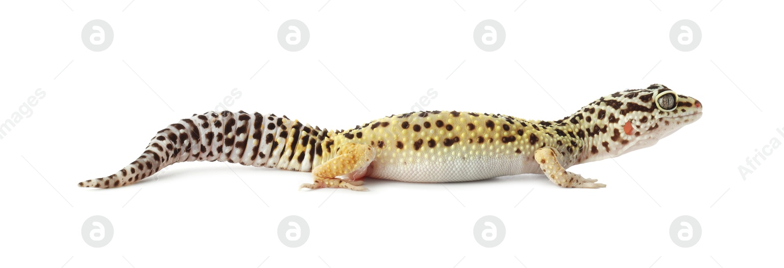 Photo of One beautiful gecko isolated on white. Exotic pet