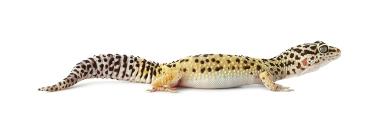 One beautiful gecko isolated on white. Exotic pet