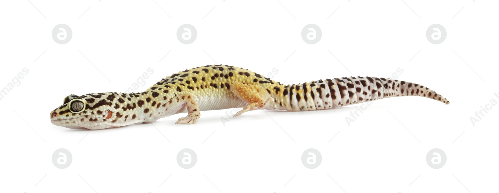 Photo of One beautiful gecko isolated on white. Exotic pet